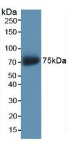 CD138 Antibody in Western Blot (WB)
