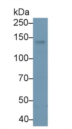 PLCB4 Antibody in Western Blot (WB)