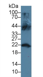 LCN12 Antibody in Western Blot (WB)