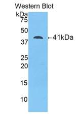 LCN12 Antibody in Western Blot (WB)