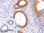 VDAC Antibody in Immunohistochemistry (Paraffin) (IHC (P))