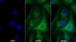 Uromodulin Antibody in Immunocytochemistry (ICC/IF)