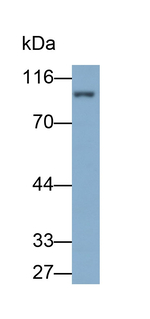 Uromodulin Antibody in Western Blot (WB)