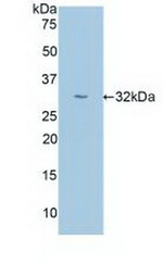 Uromodulin Antibody in Western Blot (WB)