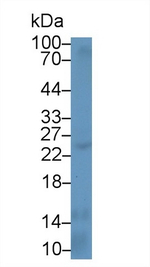 IL-12 p35 Antibody in Western Blot (WB)