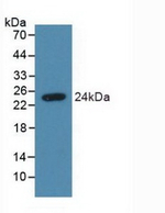 Syndecan 4 Antibody in Western Blot (WB)