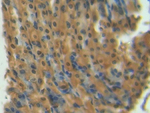 S100A1 Antibody in Immunohistochemistry (Paraffin) (IHC (P))