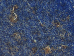S100A1 Antibody in Immunohistochemistry (Paraffin) (IHC (P))