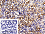 S100A1 Antibody in Immunohistochemistry (Paraffin) (IHC (P))