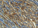 S100A1 Antibody in Immunohistochemistry (Paraffin) (IHC (P))