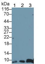 S100A1 Antibody in Western Blot (WB)