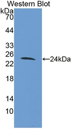 FAM20A Polyclonal Antibody