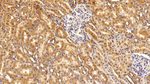 Interferon alpha-2 Antibody in Immunohistochemistry (Paraffin) (IHC (P))