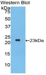 Interferon alpha-2 Antibody in Western Blot (WB)
