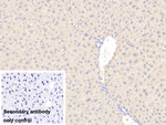 SFXN1 Antibody in Immunohistochemistry (Paraffin) (IHC (P))