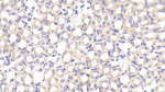 SFXN1 Polyclonal Antibody