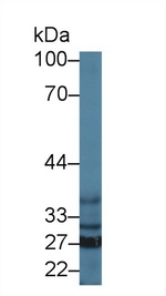 SFXN1 Antibody in Western Blot (WB)