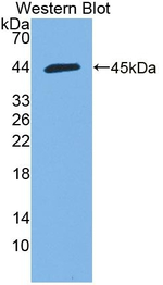 HMCN1 Polyclonal Antibody