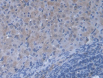 VARS Antibody in Immunohistochemistry (Paraffin) (IHC (P))