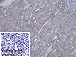 VARS Antibody in Immunohistochemistry (Paraffin) (IHC (P))