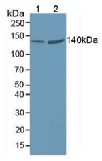 VARS Antibody in Western Blot (WB)