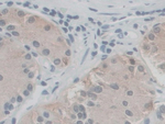 SGSH Antibody in Immunohistochemistry (Paraffin) (IHC (P))