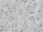 SGSH Antibody in Immunohistochemistry (Paraffin) (IHC (P))