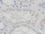 SGSH Antibody in Immunohistochemistry (Paraffin) (IHC (P))