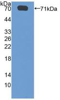 SGSH Antibody in Western Blot (WB)