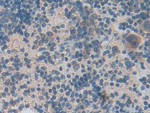 LCN5 Antibody in Immunohistochemistry (Paraffin) (IHC (P))