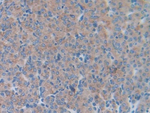LCN5 Antibody in Immunohistochemistry (Paraffin) (IHC (P))