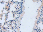 LCN5 Antibody in Immunohistochemistry (Paraffin) (IHC (P))