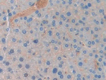 LCN5 Antibody in Immunohistochemistry (Paraffin) (IHC (P))