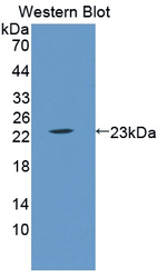 LCN5 Antibody in Western Blot (WB)