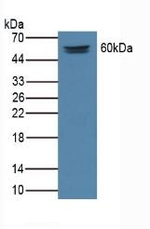 MEPE Antibody in Western Blot (WB)