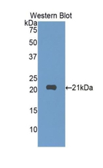 SIGLEC10 Antibody in Western Blot (WB)