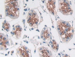 Myostatin Antibody in Immunohistochemistry (Paraffin) (IHC (P))