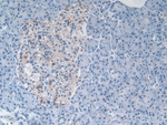 Myostatin Antibody in Immunohistochemistry (Paraffin) (IHC (P))