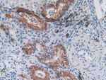 Myostatin Antibody in Immunohistochemistry (Paraffin) (IHC (P))