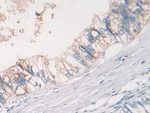 Myostatin Antibody in Immunohistochemistry (Paraffin) (IHC (P))