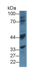 Myostatin Antibody in Western Blot (WB)