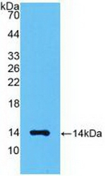Myostatin Antibody in Western Blot (WB)