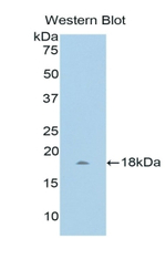 WISP1 Antibody in Western Blot (WB)