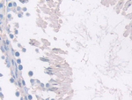 Meteorin Antibody in Immunohistochemistry (Paraffin) (IHC (P))
