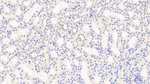Meteorin Antibody in Immunohistochemistry (Paraffin) (IHC (P))
