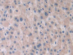 PAFAH2 Antibody in Immunohistochemistry (Paraffin) (IHC (P))