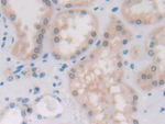 PAFAH2 Antibody in Immunohistochemistry (Paraffin) (IHC (P))