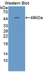 PAFAH2 Antibody in Western Blot (WB)