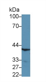HAP40 Antibody in Western Blot (WB)