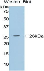 HAP40 Antibody in Western Blot (WB)